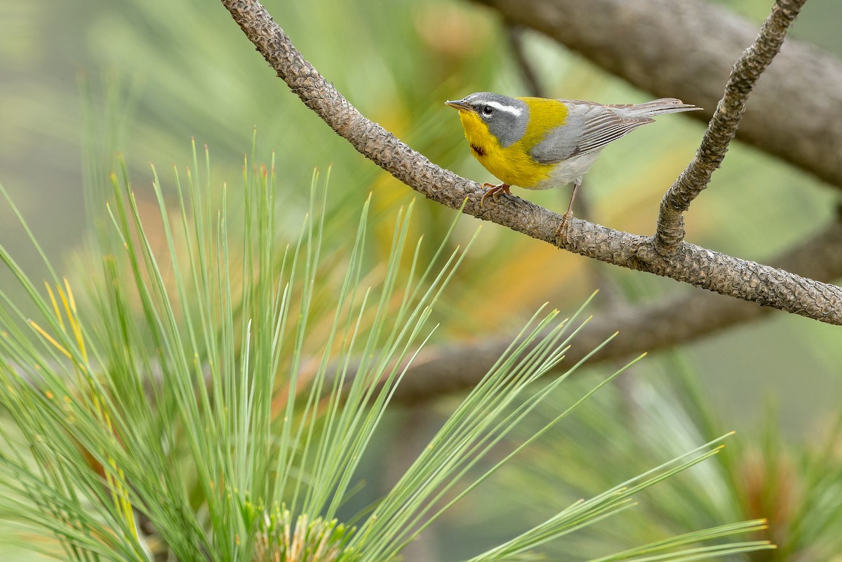 Crescent-chested Warbler - ML637168745