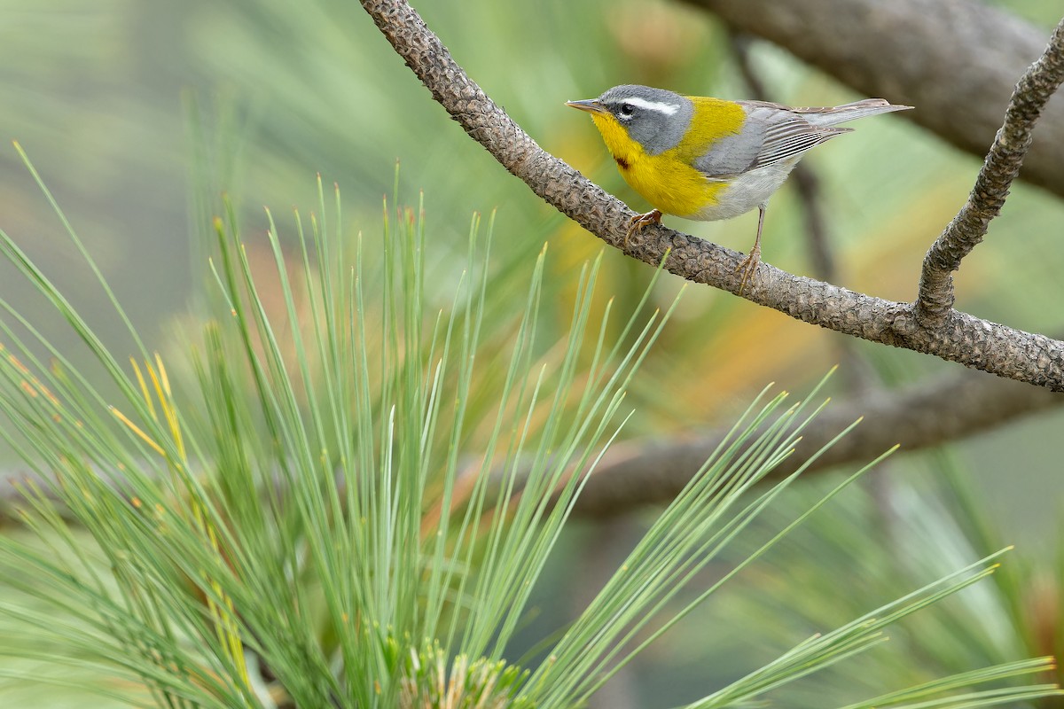 Crescent-chested Warbler - ML637168746