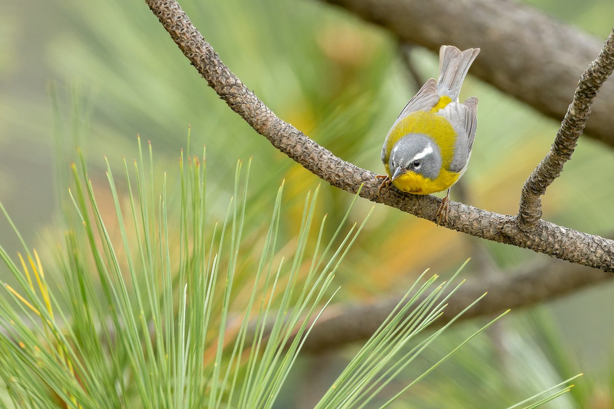 Crescent-chested Warbler - ML637168747