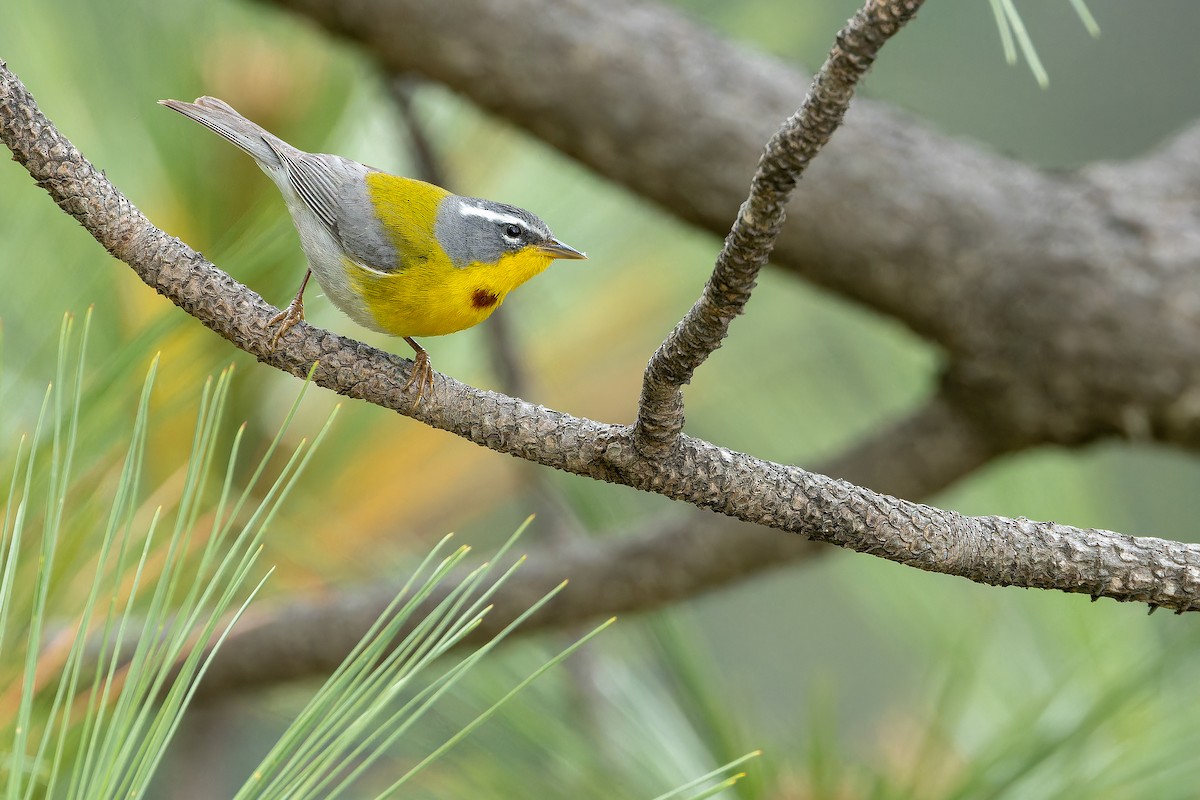 Crescent-chested Warbler - ML637168748