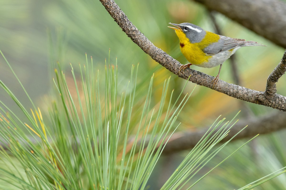 Crescent-chested Warbler - ML637168750