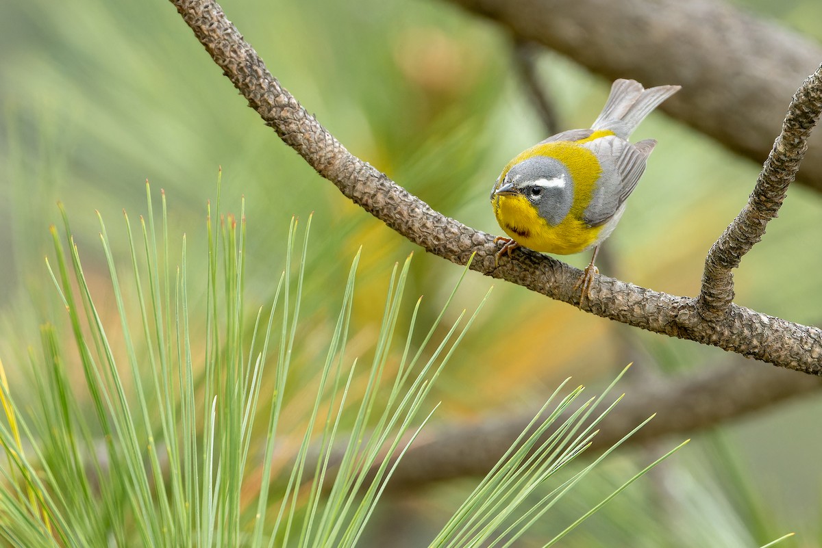 Crescent-chested Warbler - ML637168751