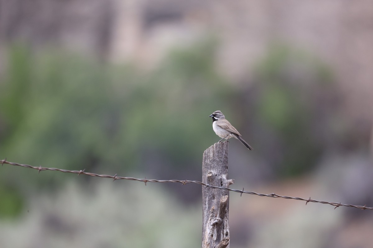 Black-throated Sparrow - ML637168760