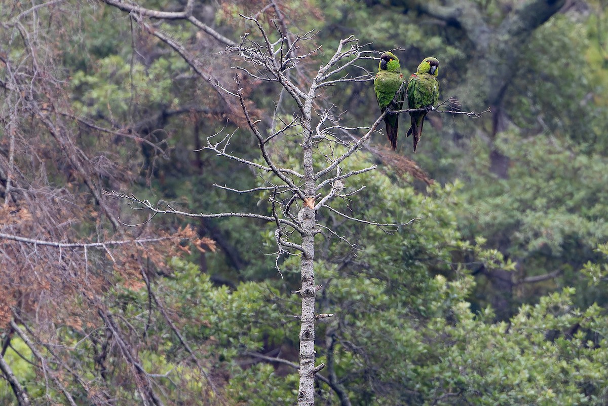 Maroon-fronted Parrot - ML637168773