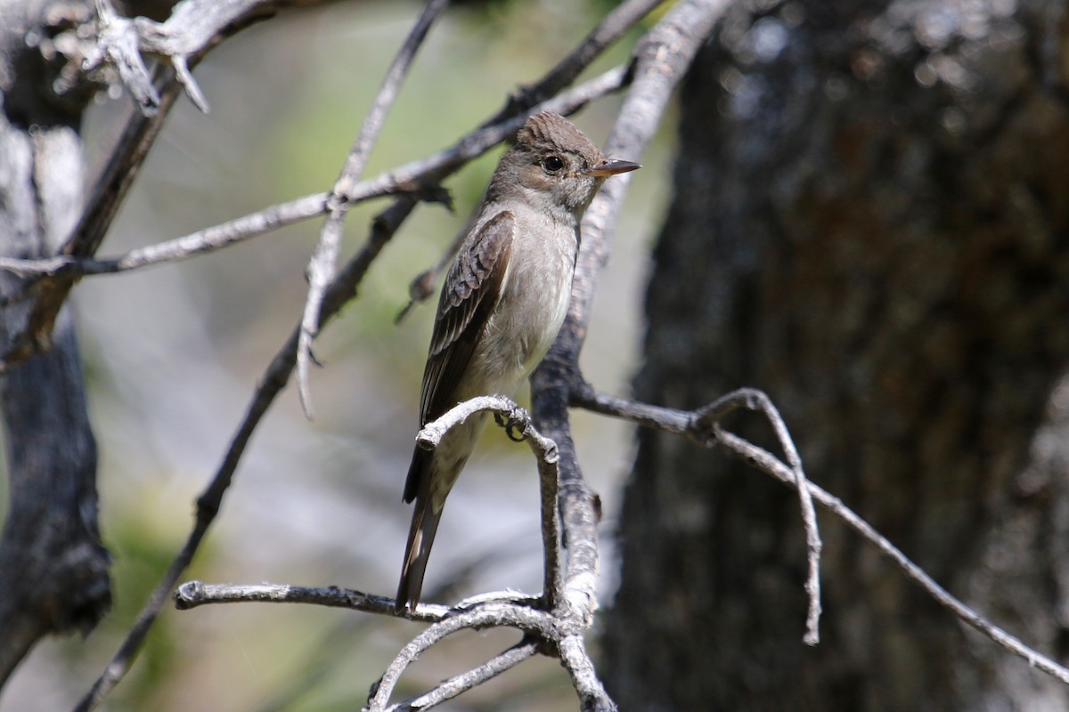 Western Wood-Pewee - ML637168795