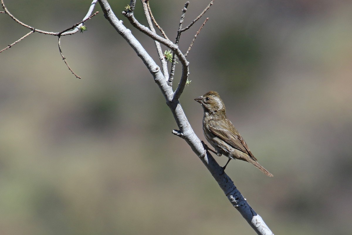 Purple Finch - ML637168800