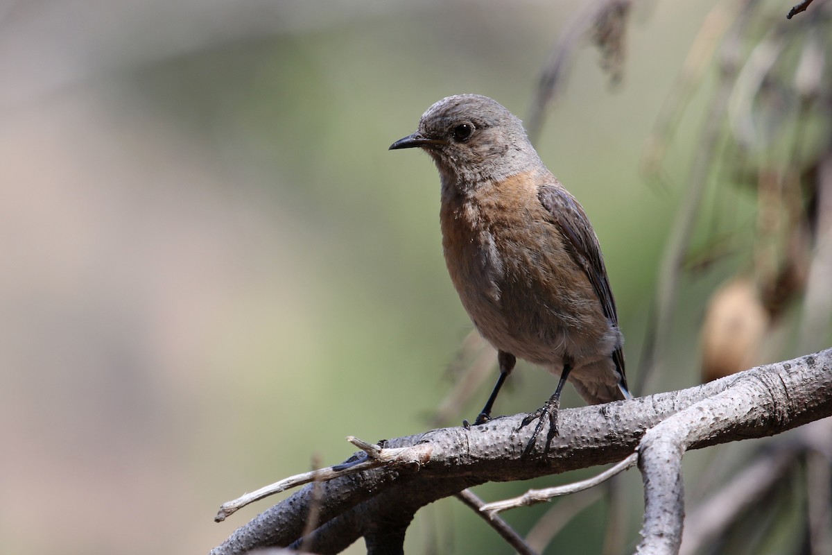 Western Bluebird - ML637168815