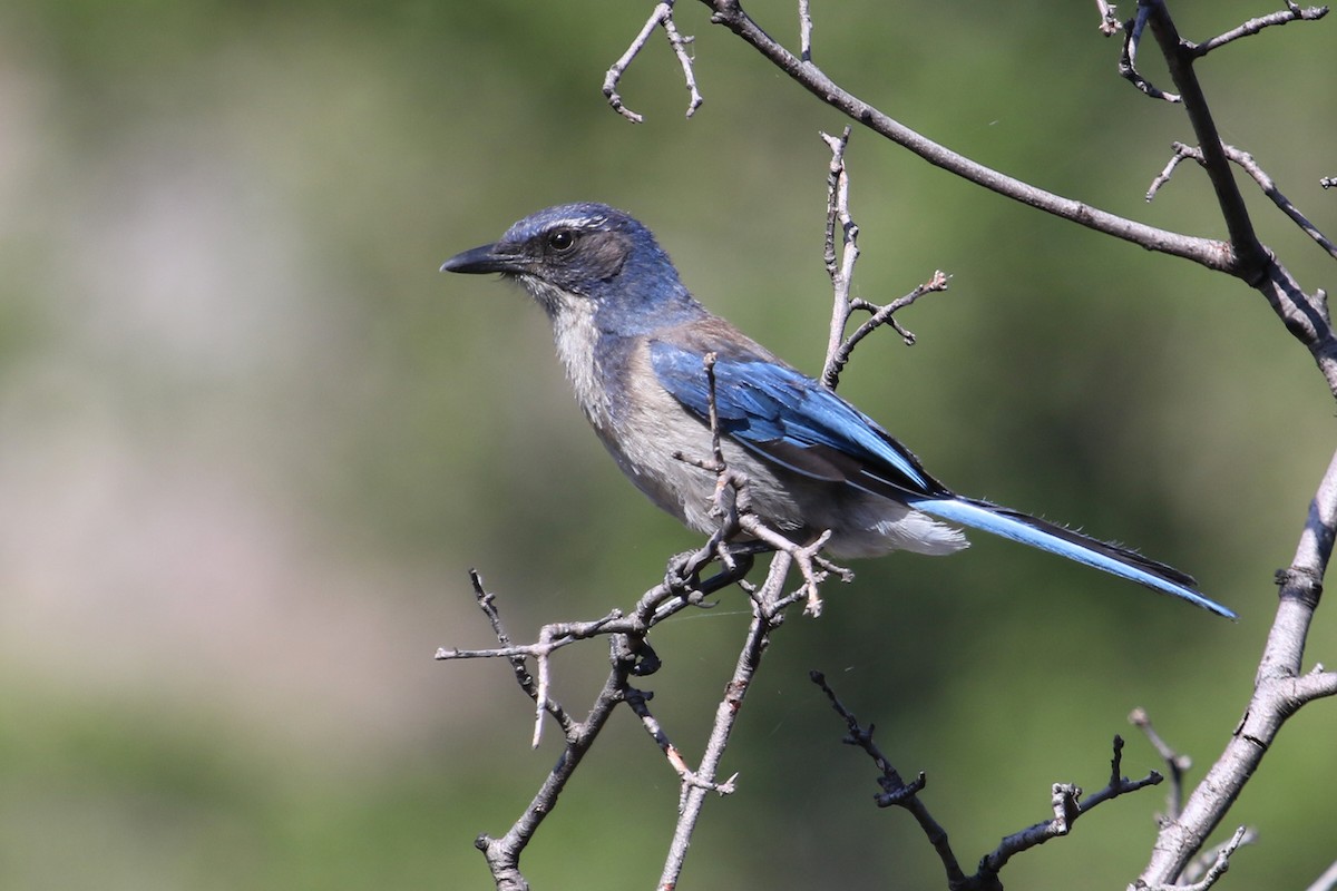 California Scrub-Jay - ML637168834