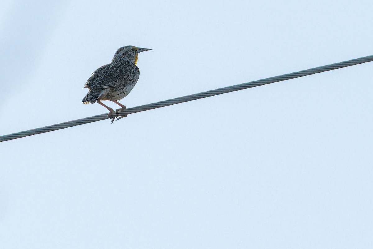 Chihuahuan Meadowlark - ML637168955