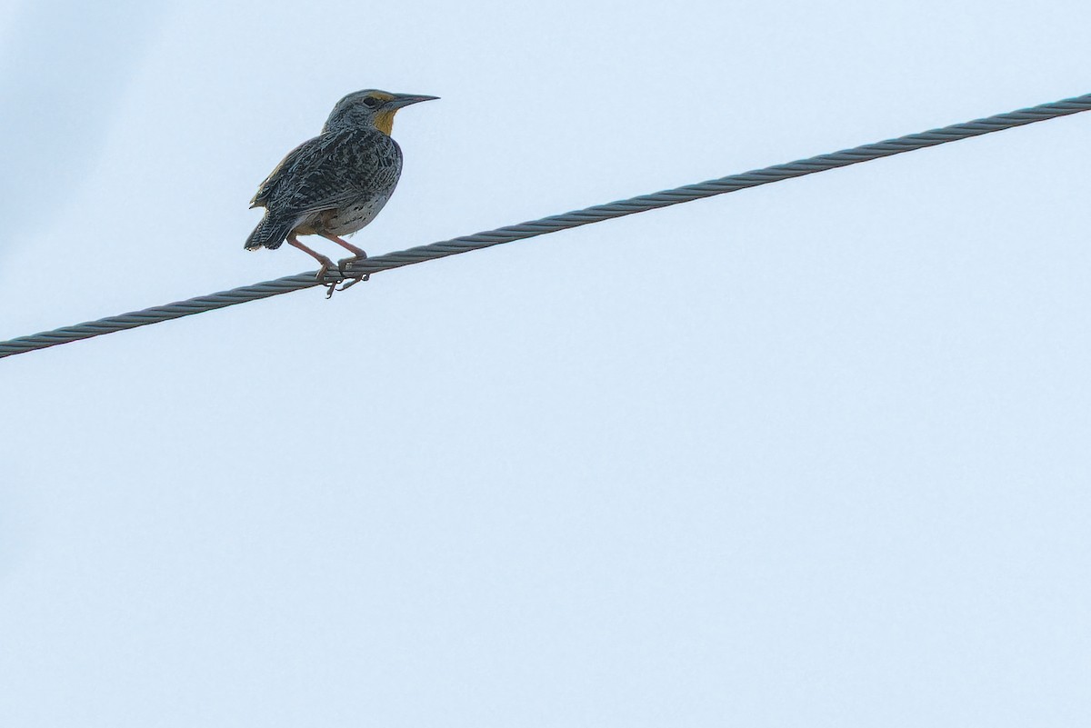 Chihuahuan Meadowlark - ML637168956