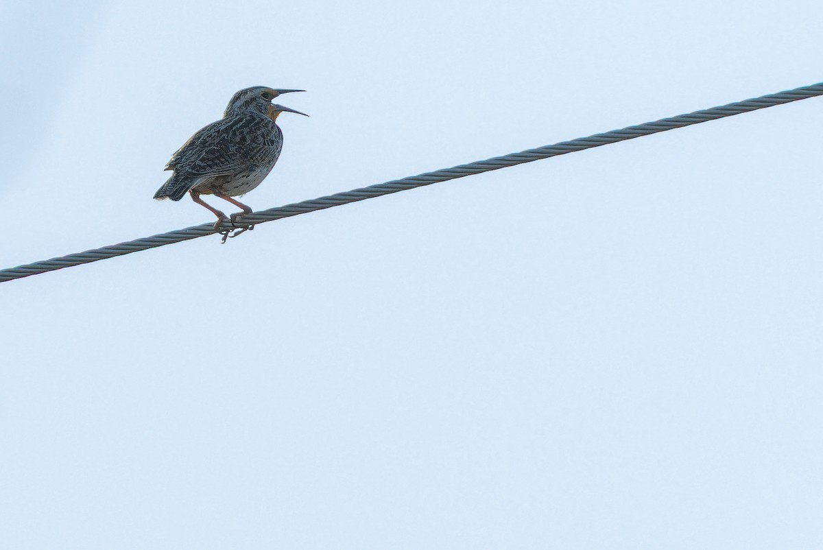 Chihuahuan Meadowlark - ML637168959