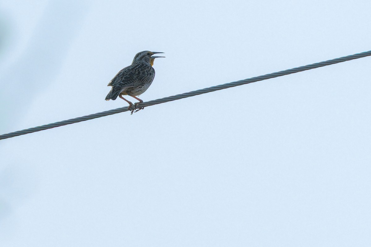 Chihuahuan Meadowlark - ML637168961