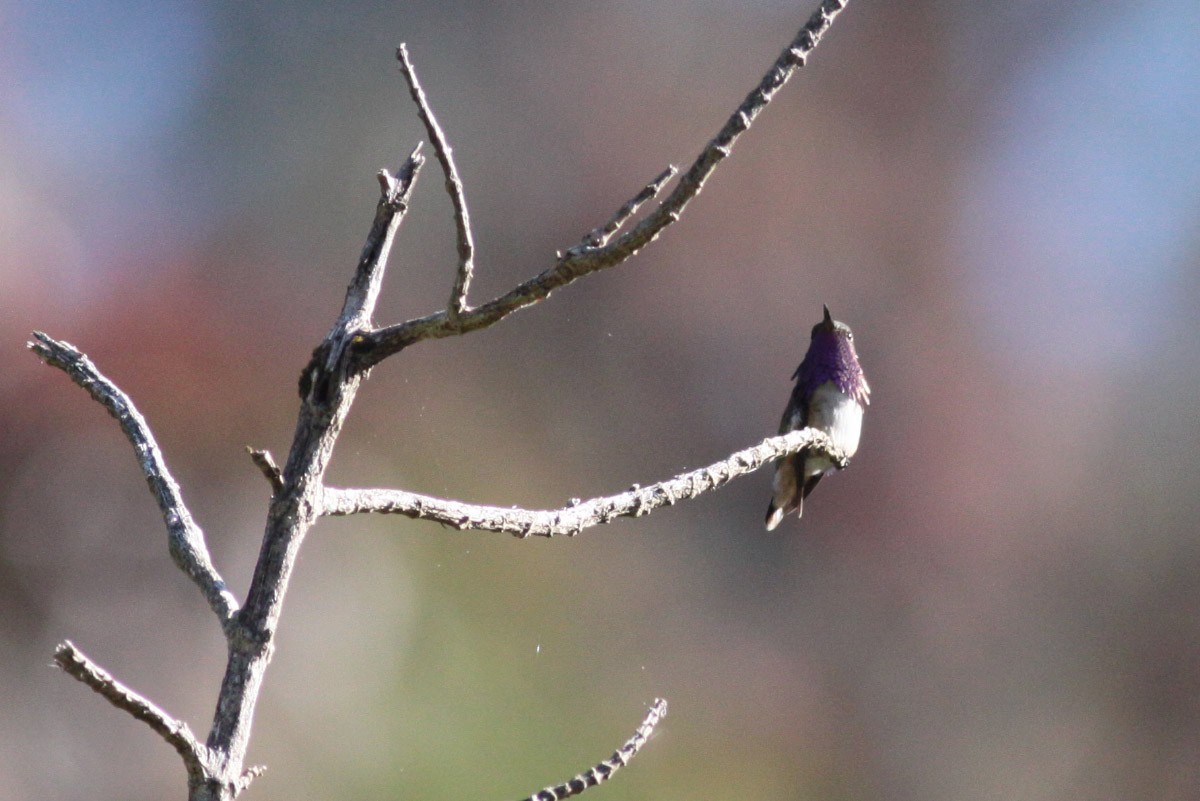 Wine-throated Hummingbird - ML63716901
