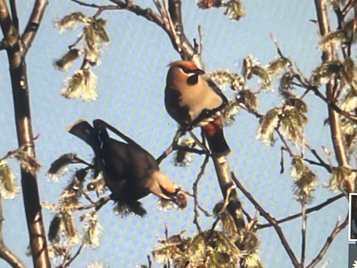 Bohemian Waxwing - ML637169097