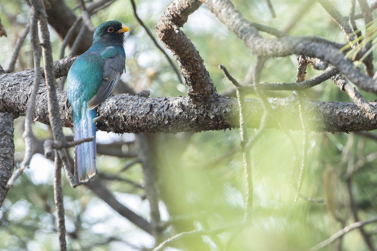 Mountain Trogon - ML637169160