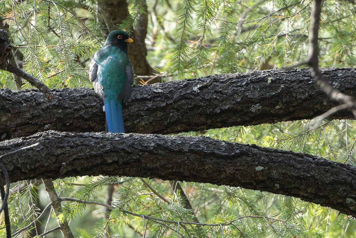 Mountain Trogon - ML637169161