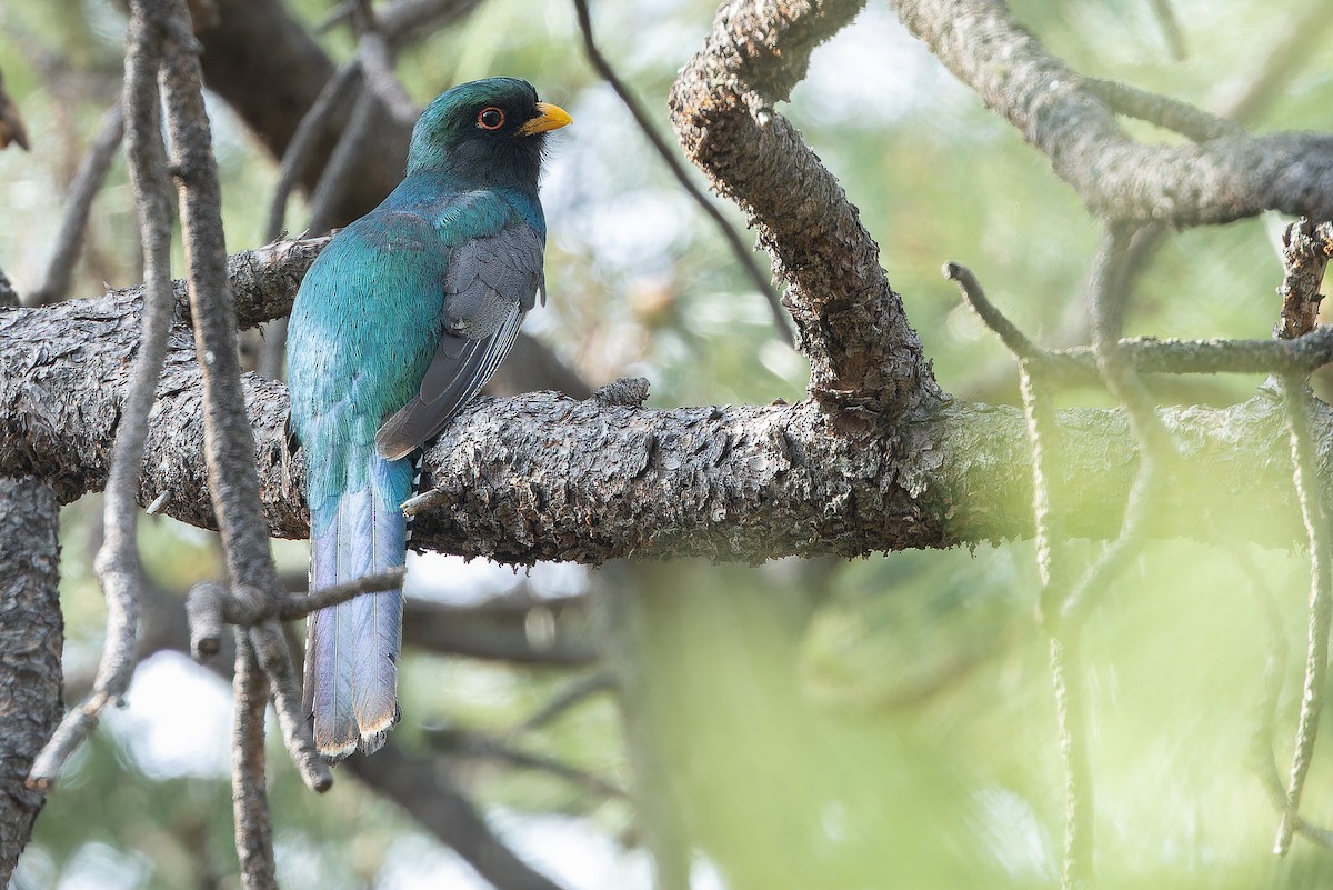 Mountain Trogon - ML637169166