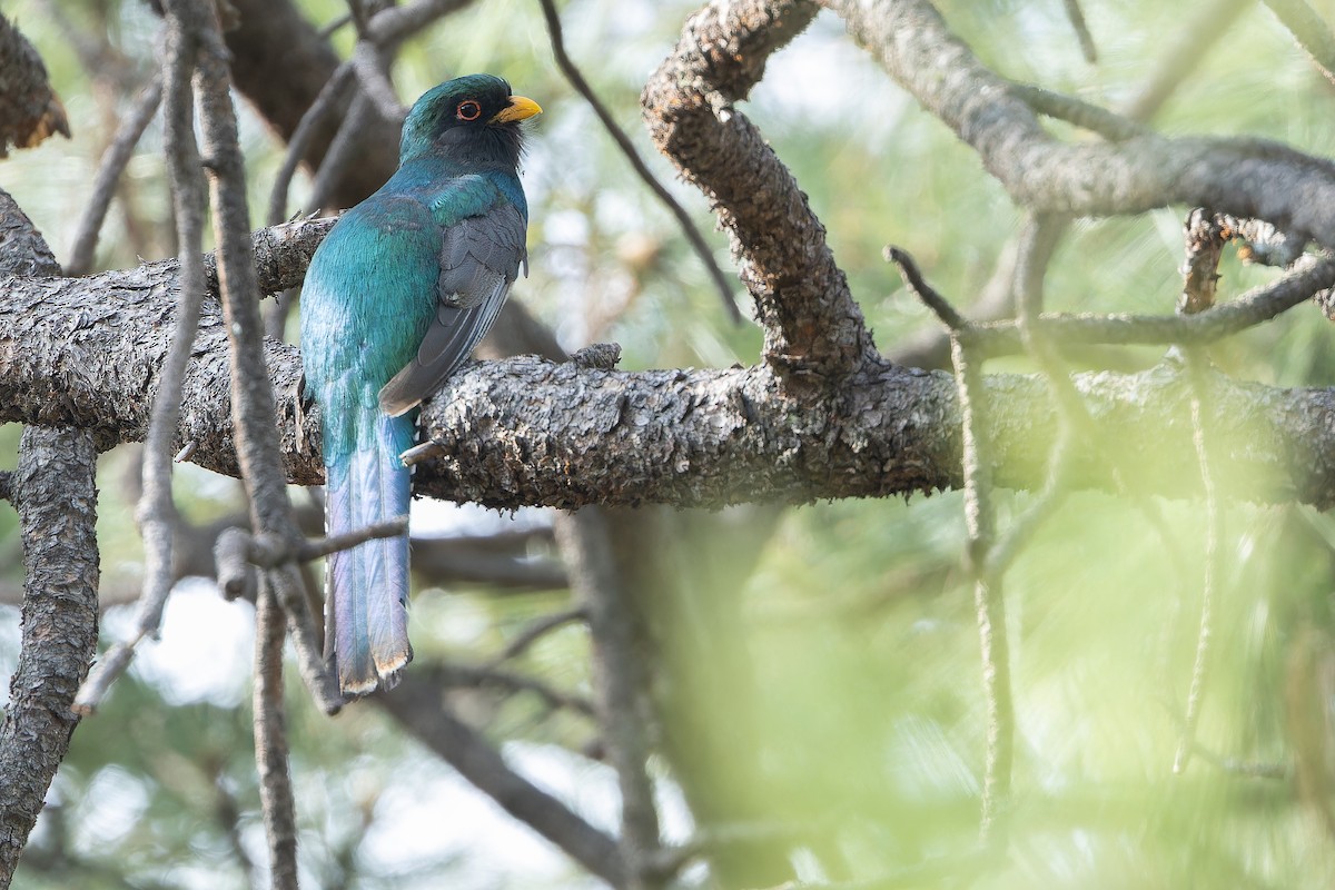 Mountain Trogon - ML637169167