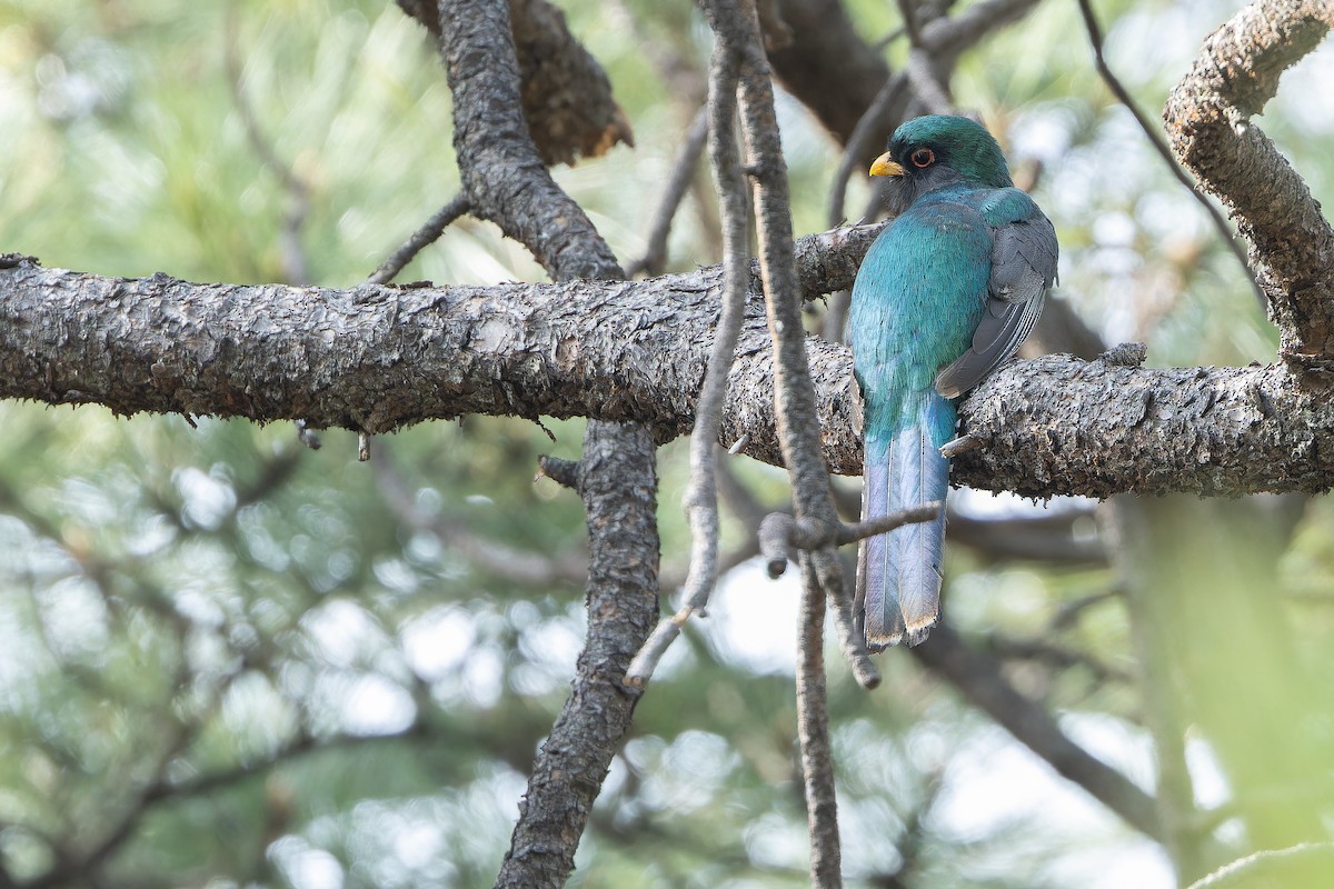 Mountain Trogon - ML637169168