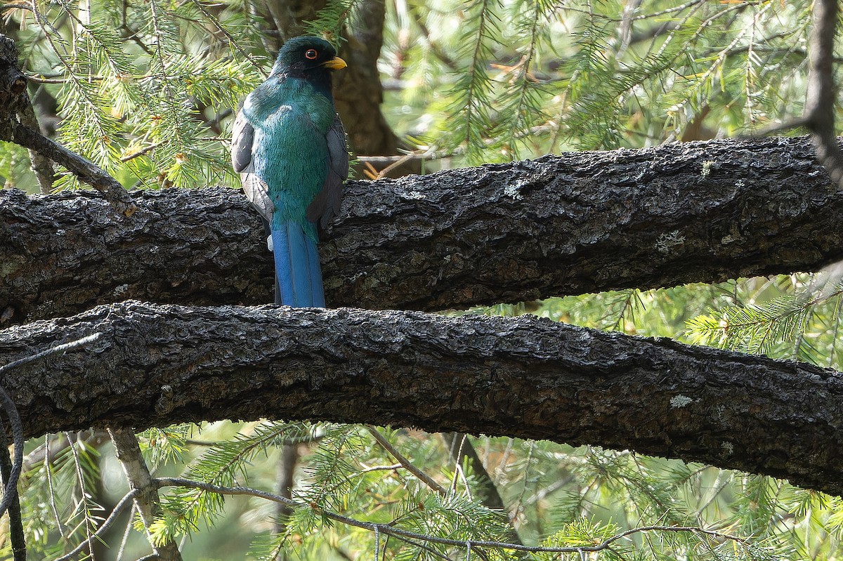 Mountain Trogon - ML637169171