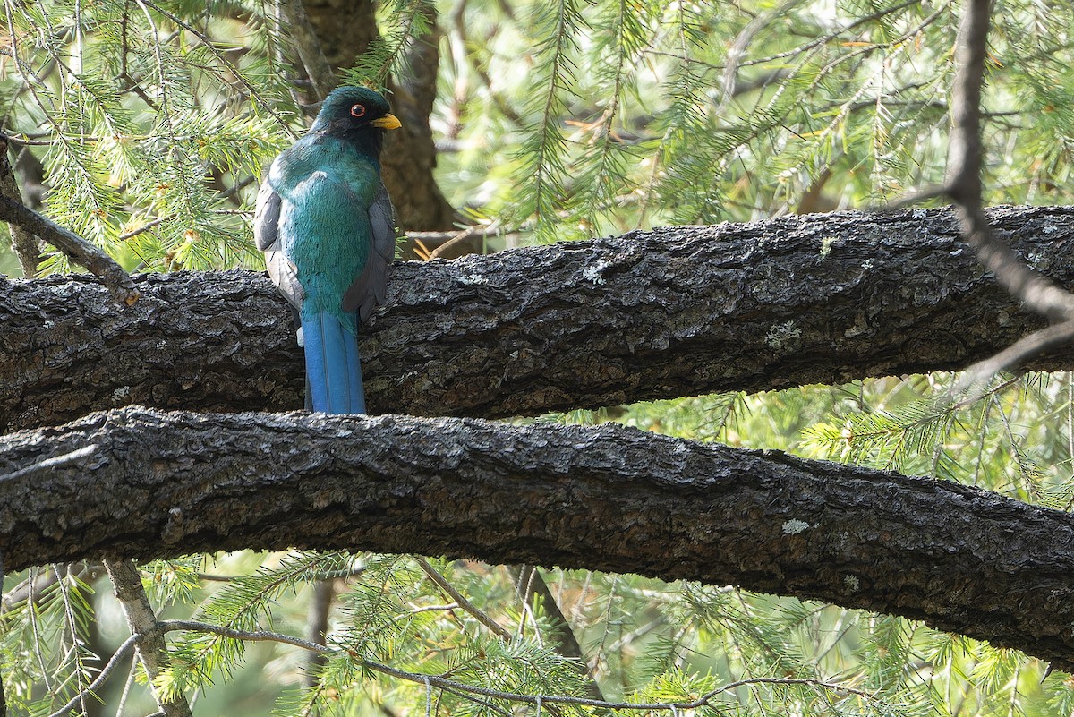 Mountain Trogon - ML637169172
