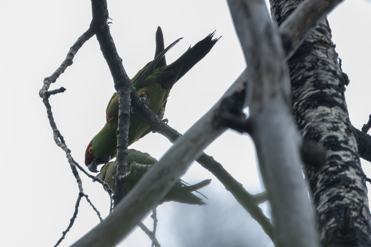 Thick-billed Parrot - ML637169234