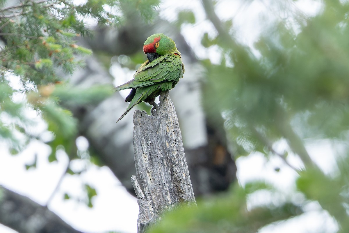 Thick-billed Parrot - ML637169235