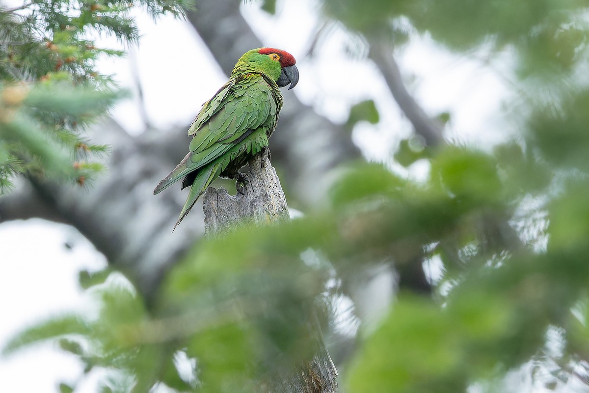 Thick-billed Parrot - ML637169236