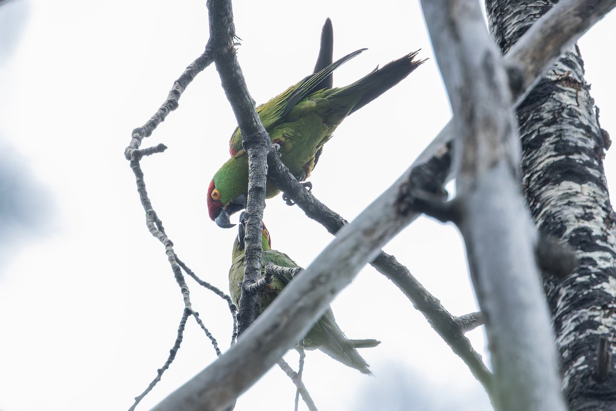 Thick-billed Parrot - ML637169237
