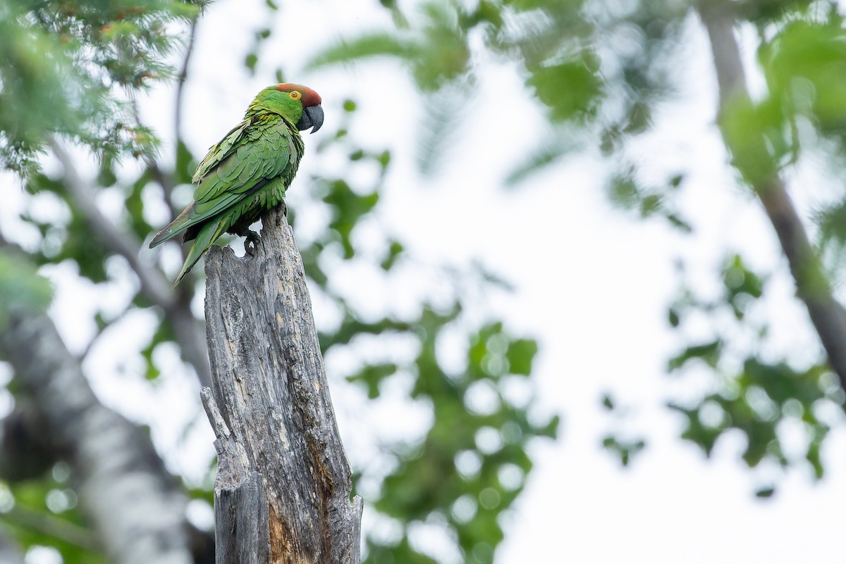 Thick-billed Parrot - ML637169238