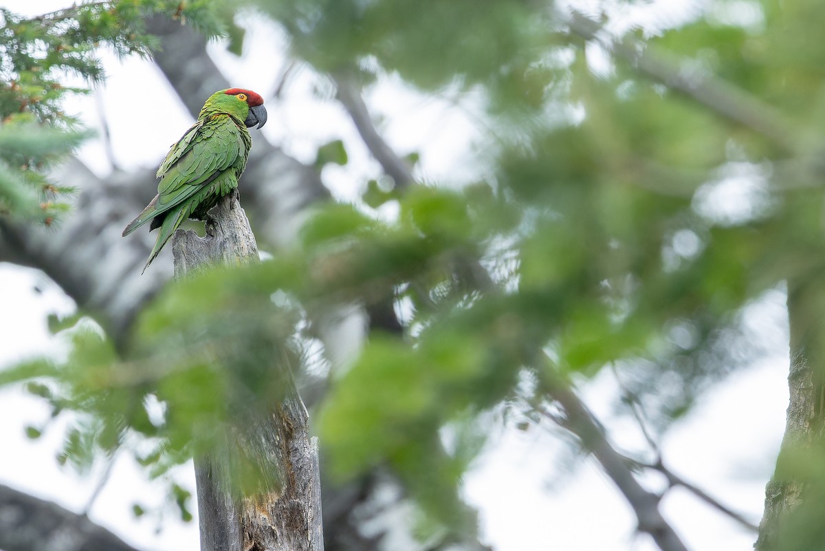 Thick-billed Parrot - ML637169243