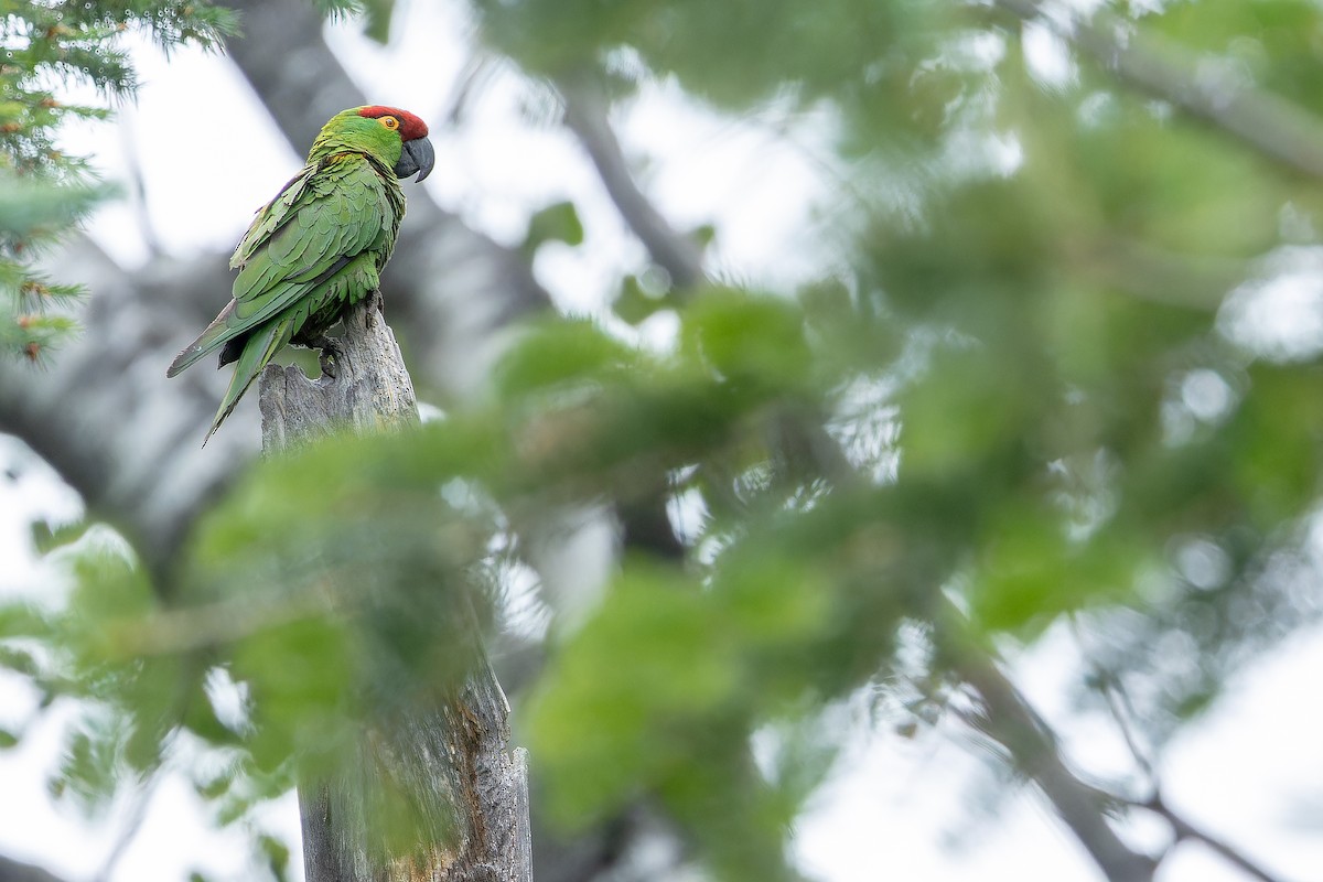 Thick-billed Parrot - ML637169244