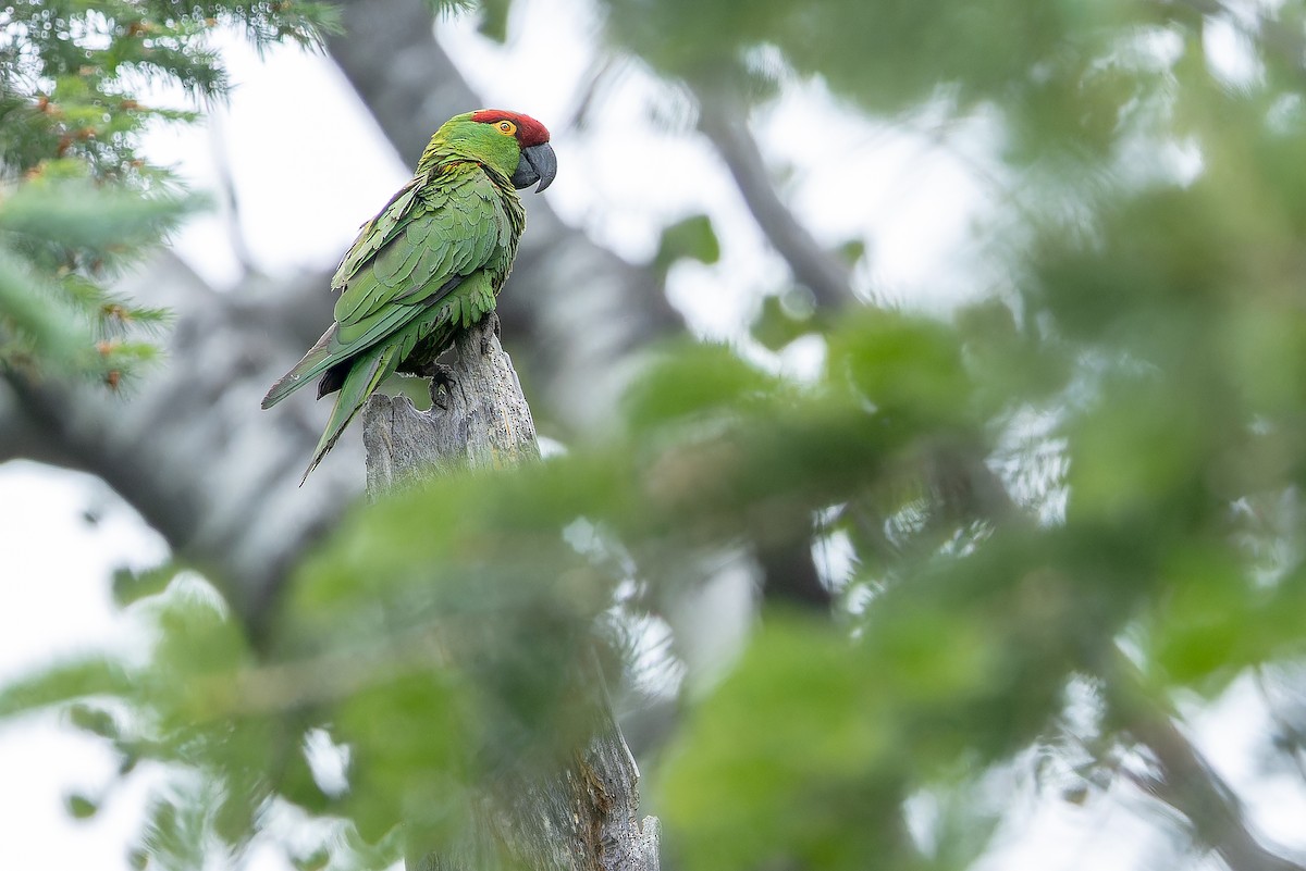 Thick-billed Parrot - ML637169245