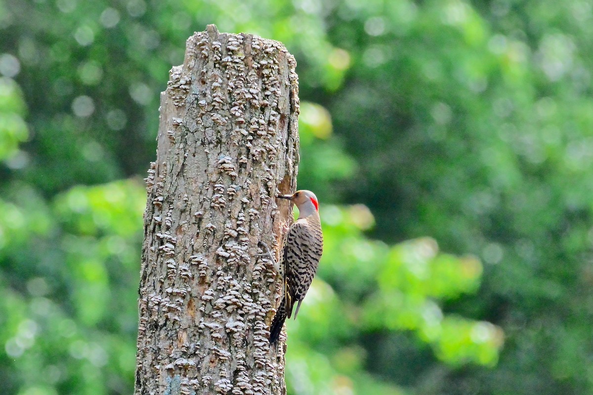 Northern Flicker - Seth Honig