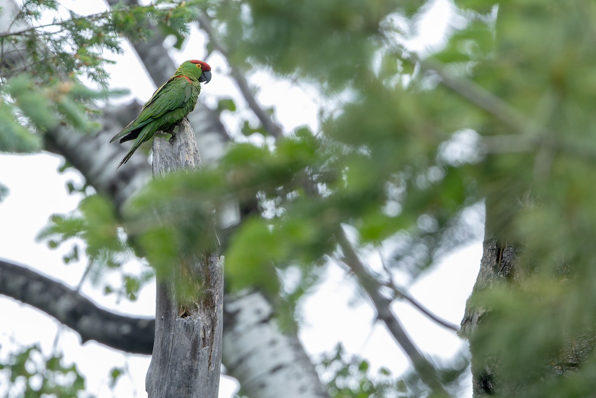 Thick-billed Parrot - ML637169248