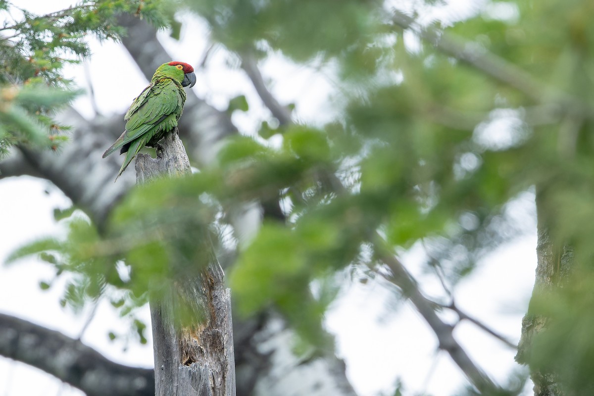 Thick-billed Parrot - ML637169250