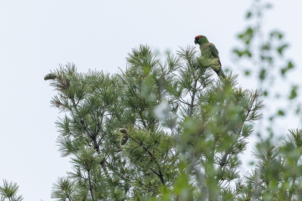 Thick-billed Parrot - ML637169251