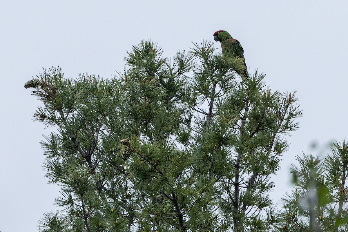 Thick-billed Parrot - ML637169252