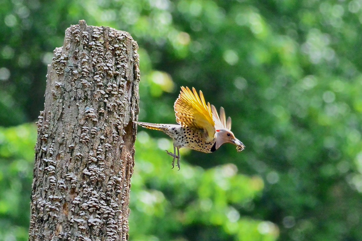 Northern Flicker - Seth Honig