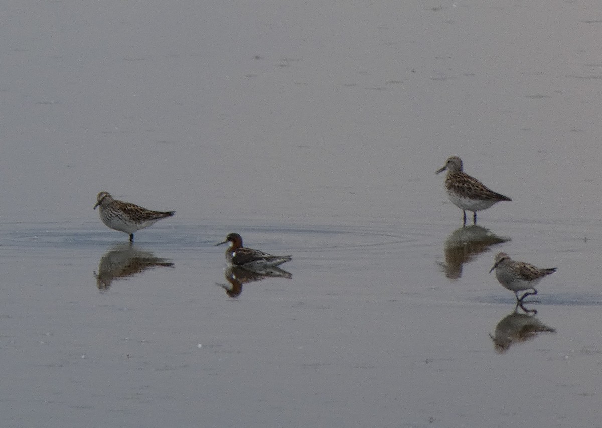 Red-necked Phalarope - ML637169294