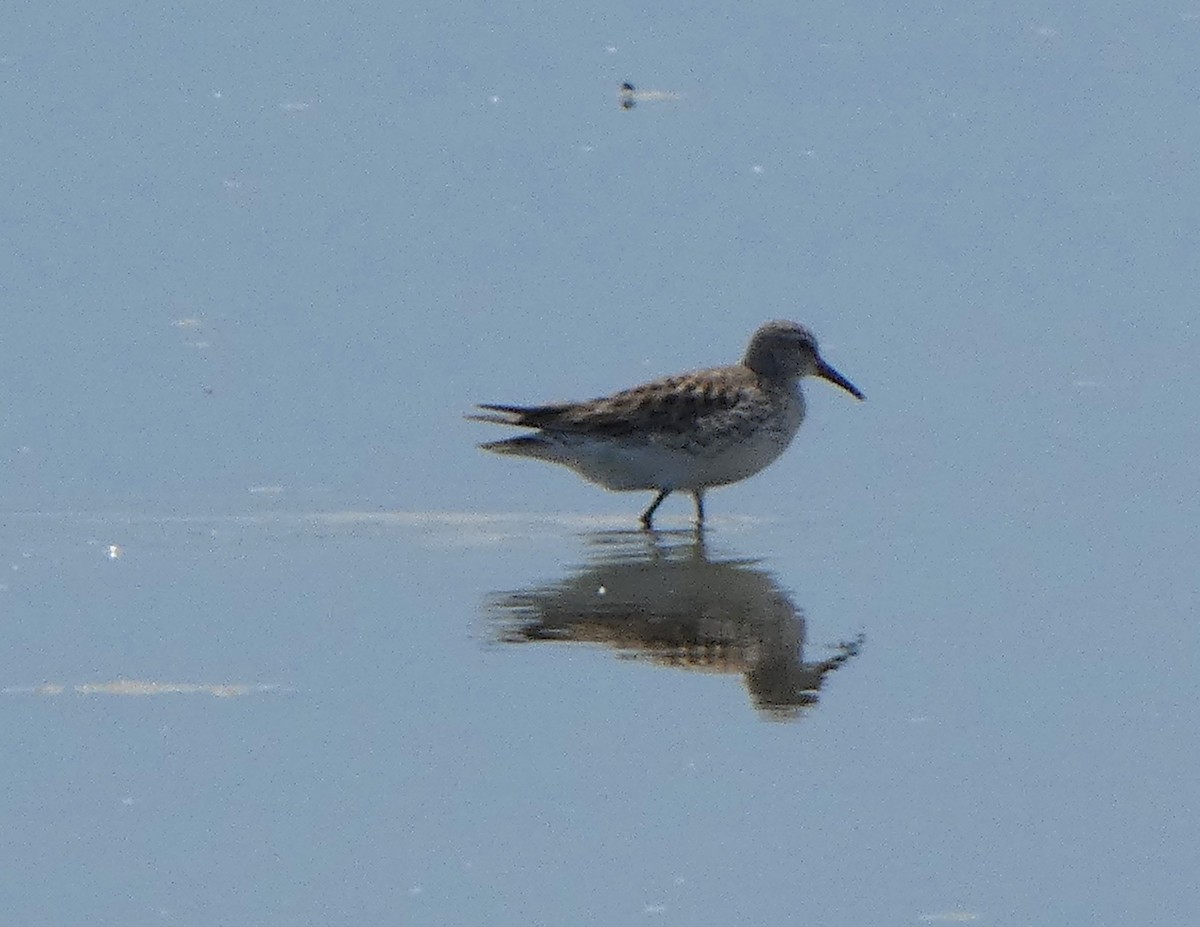 White-rumped Sandpiper - ML637169345