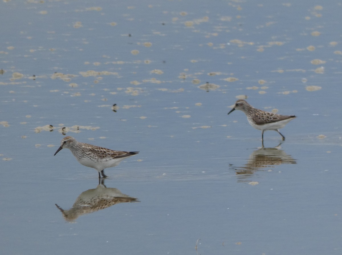 White-rumped Sandpiper - ML637169346