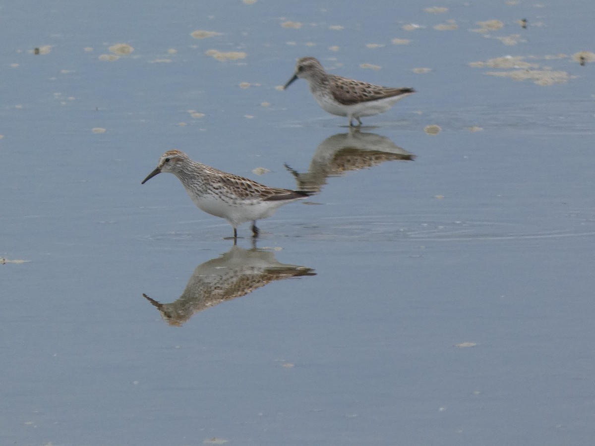 White-rumped Sandpiper - ML637169349