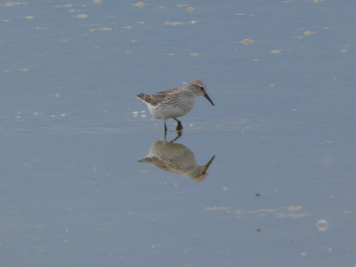 White-rumped Sandpiper - ML637169350