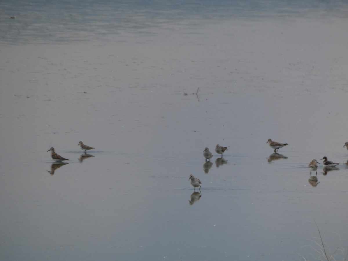 White-rumped Sandpiper - ML637169352