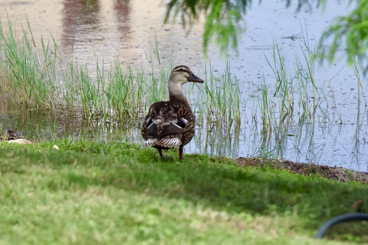 Mallard x Mottled Duck (hybrid) - ML637169375