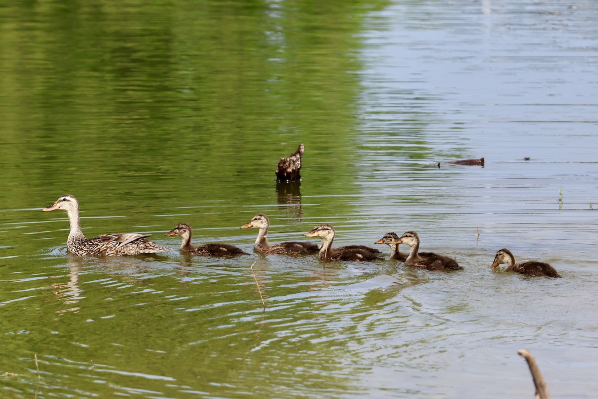 Mallard x Mottled Duck (hybrid) - ML637169376