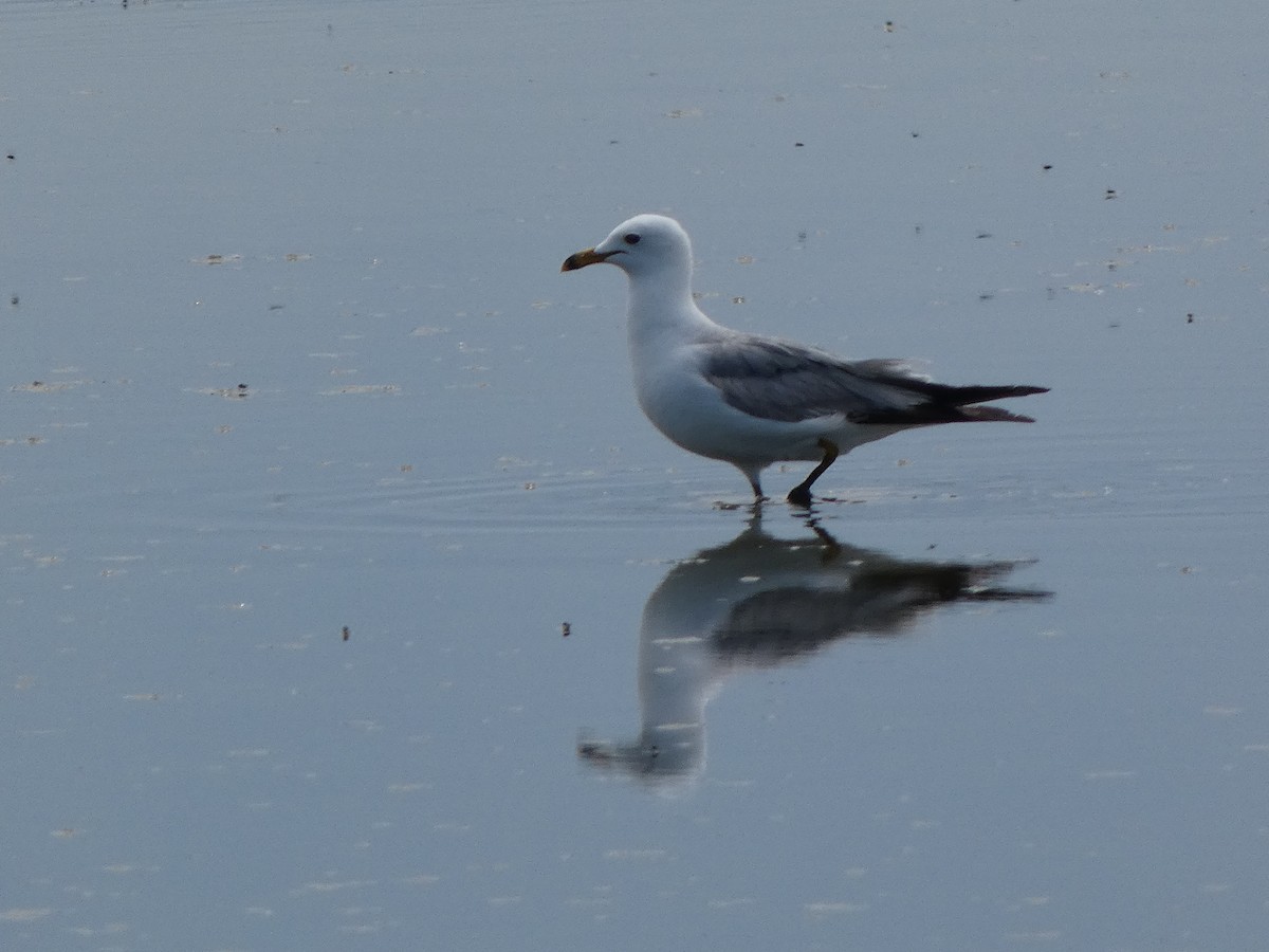 California Gull - ML637169394