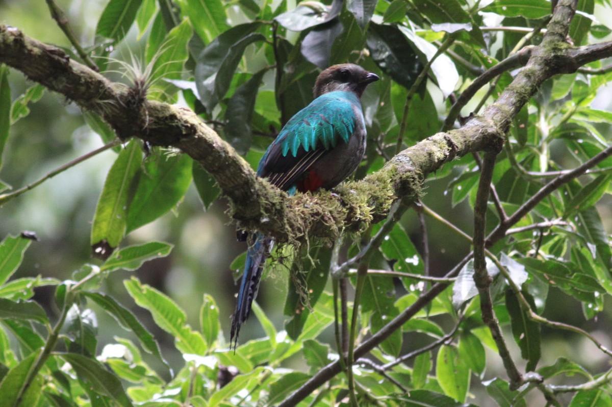 Quetzal resplendissant - ML63716941