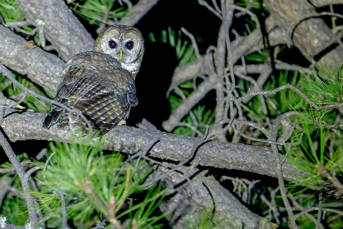 Spotted Owl (Mexican) - ML637169463